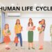 human life cycle, 8 stages of human life cycle, human life cycle stages, 8 stages of human life, human life cycle stages, from birth to old age